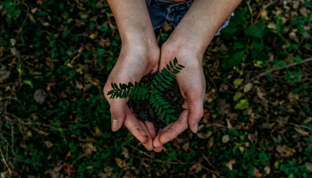 Hands holding sapling