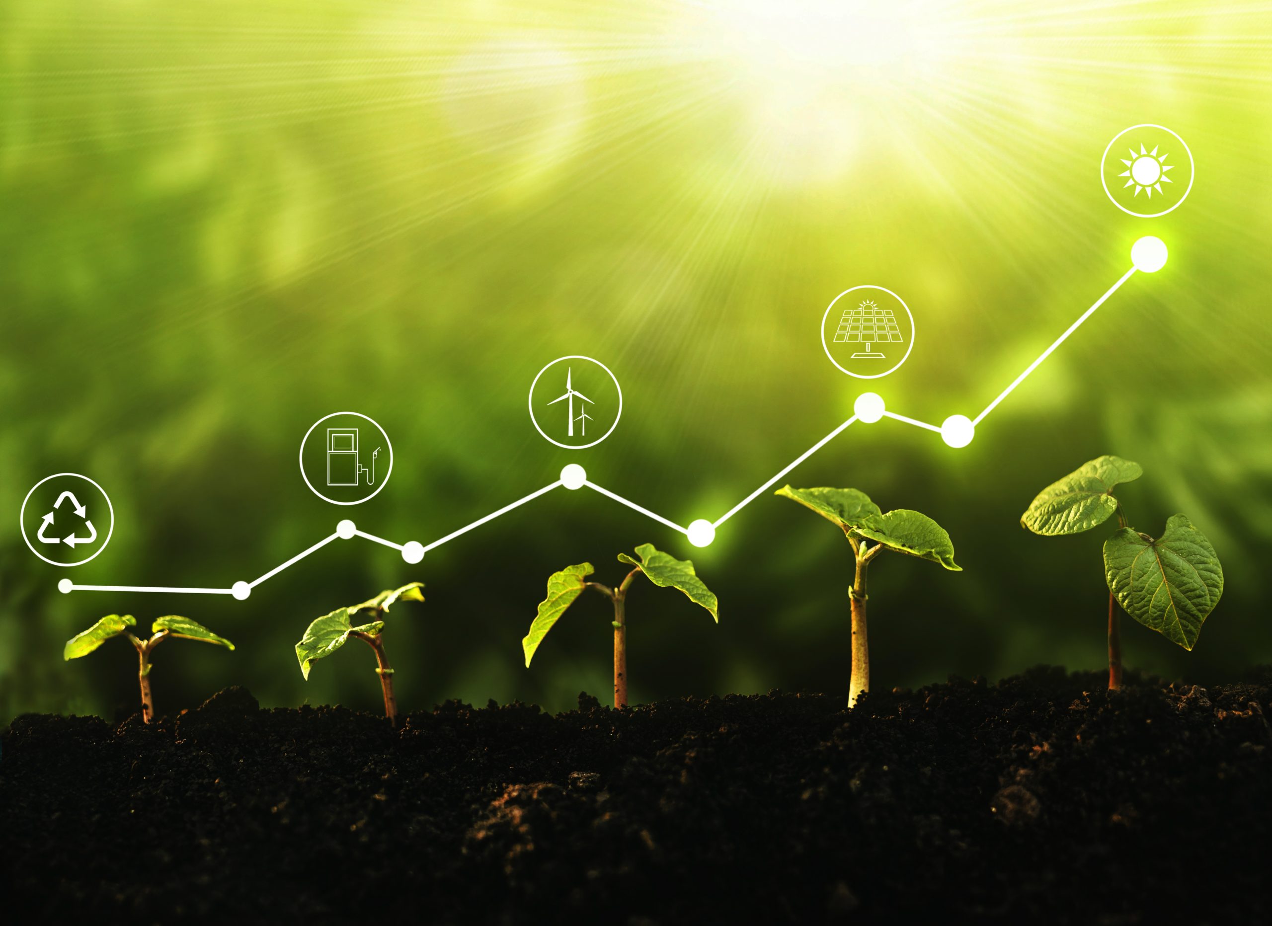 Young,Plants,Growing,At,Sunlight,With,Increase,Graph,And,Icons